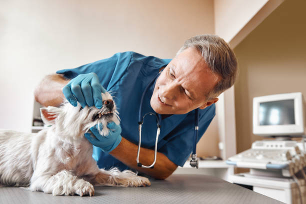 Best Pediatric Emergency Dentist in Southport, CT